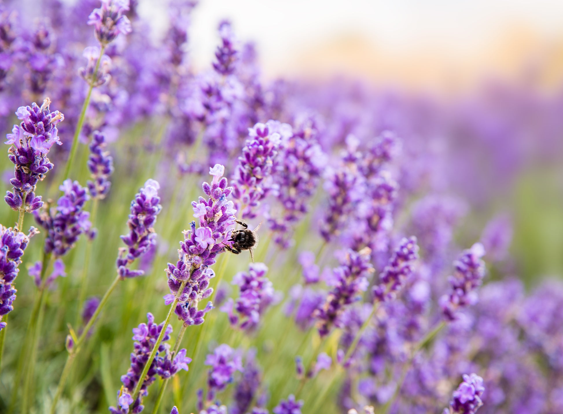 blueberry lavender plant LiberTea! Blueberry Lavender Lemonade – True Honey Teas
